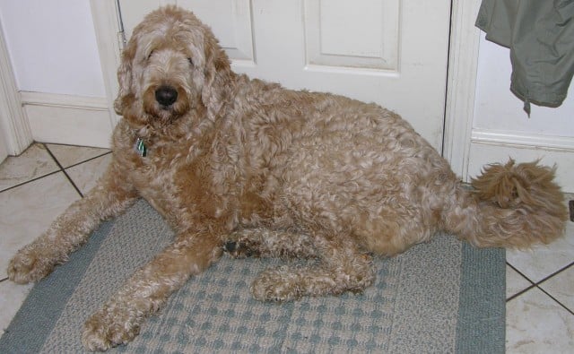 Labradoodle 5