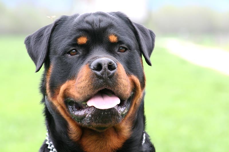 mean rottweiler dog