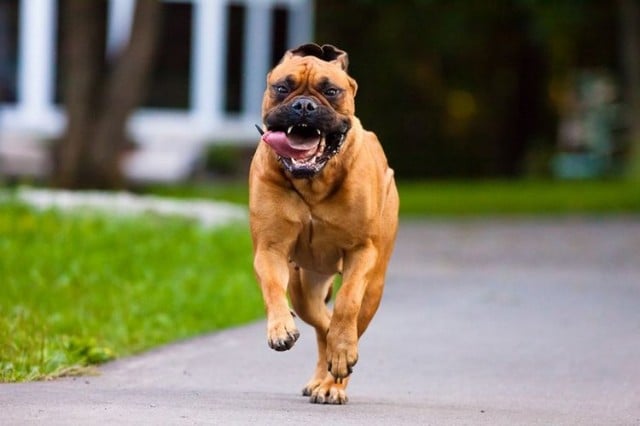 Bullmastiff 1