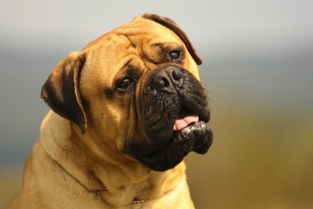 Bullmastiff 3