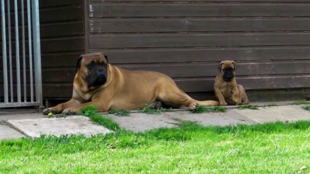 Bullmastiff 4