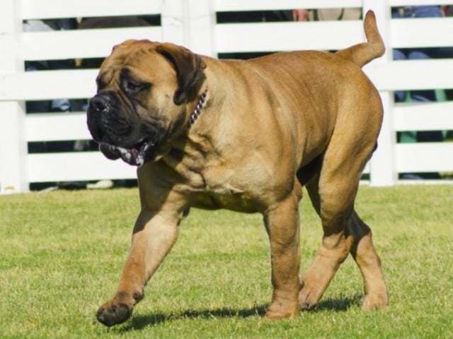 Bullmastiff 5