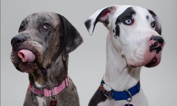 10 of the Most Interesting Great Dane Mixes