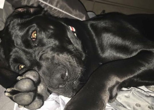 chocolate lab boxer mix