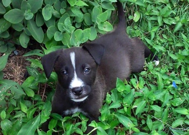 Boxer Lab Mix Puppy