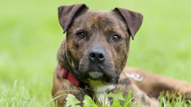 Dog, Dog Nose, Pet, Brindle, Brown, Outside, Backyard