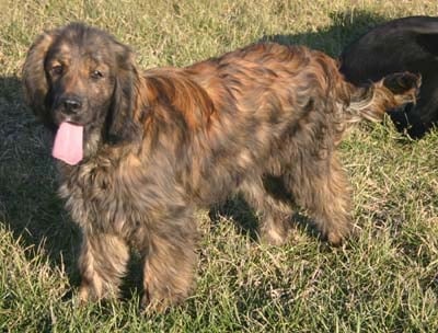 Dakota Sport Retriever