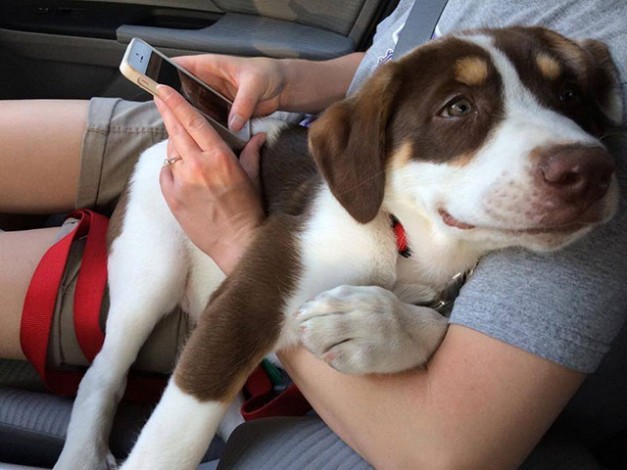 15 Photos Proving Just How Much Dogs Love Us