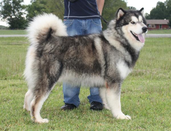 alaskan malamute how big do they get