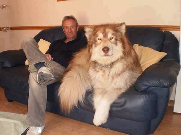 does the alaskan malamute grow big