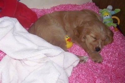 Golden Cocker Retriever Puppy