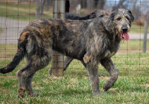 can a irish wolfhound eat slim jim