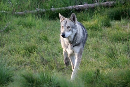 Saarloos Wolfdog Breed Information and Photos