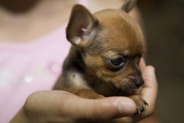 teacup deer head chihuahua