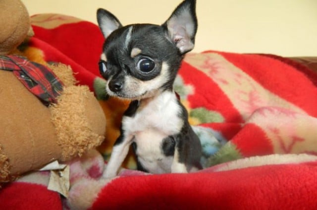 do teacup chihuahuas live long