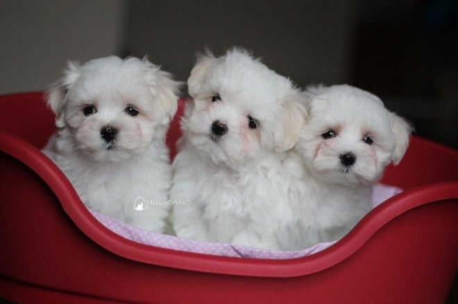 Teacup Maltese Dog Breed Information and Photos