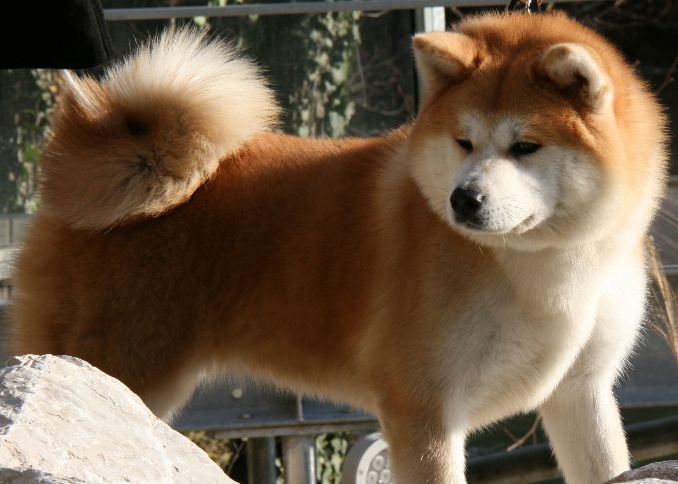 7 Things You Didn’t Know about the Akita Inu