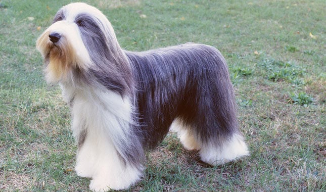 Bearded Collie Dog Breed: What You Don’t Know