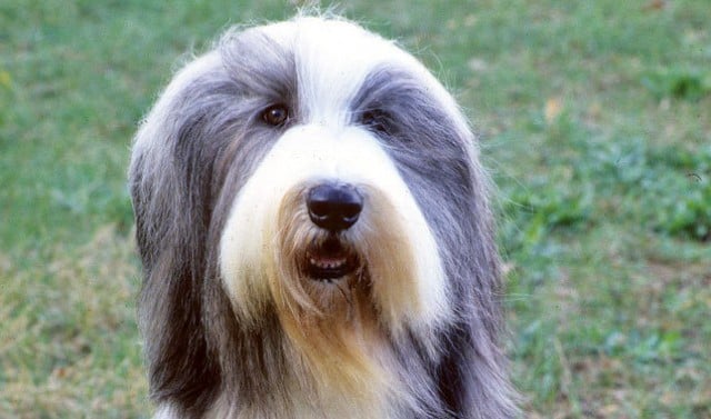 Things You Didn't Know about the Bearded Collie