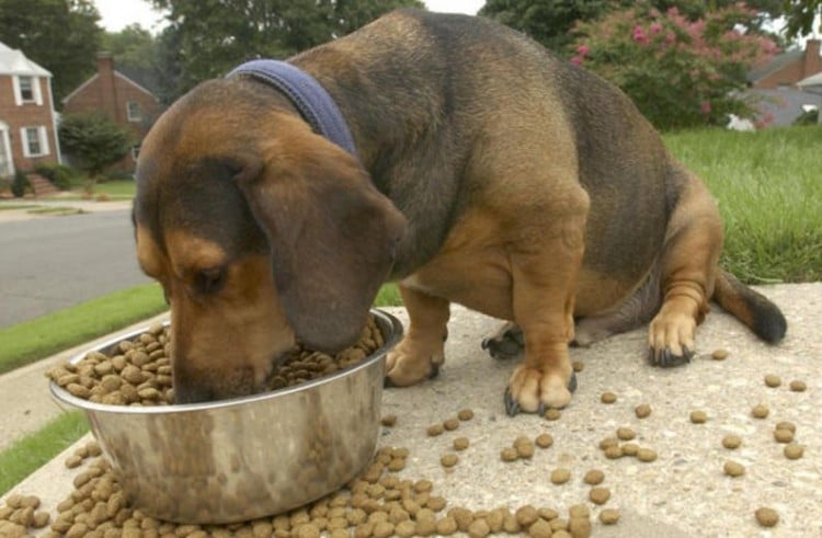 Dog Eating Food