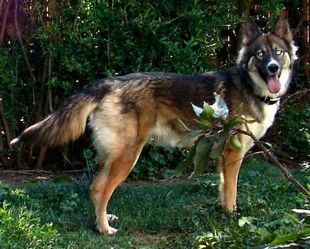 siberian husky crossed with german shepherd