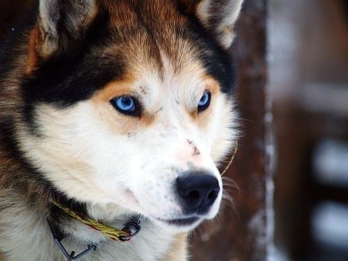 German Shepherd Husky Mix 6