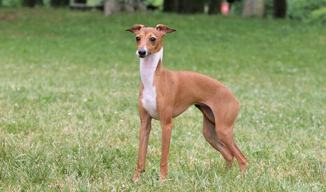 10 Facts That You Didn’t Know About The Italian Greyhound