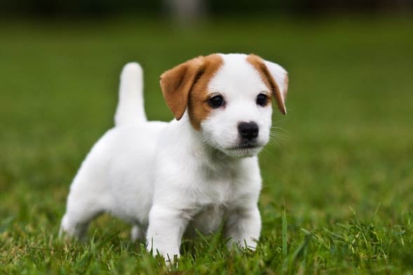 10 Things You Didn T Know About The Jack Russell Terrier