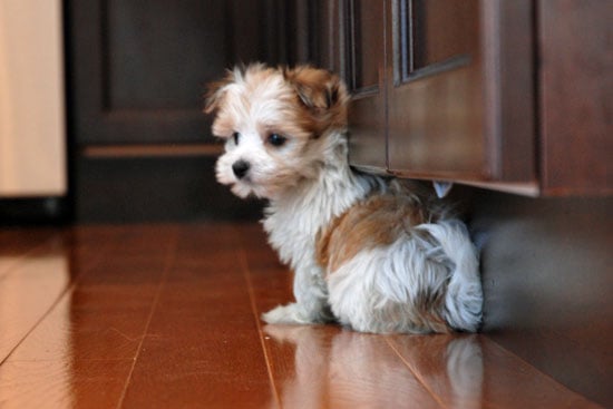 white morkie puppy