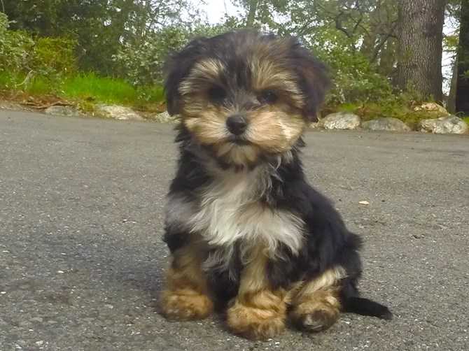 morkie adoption