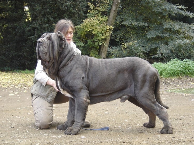 Neopolitan Mastiff 5