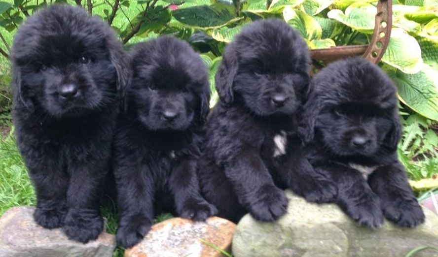 Newfoundland Puppies: 10 Tips For Taking Care Of Them