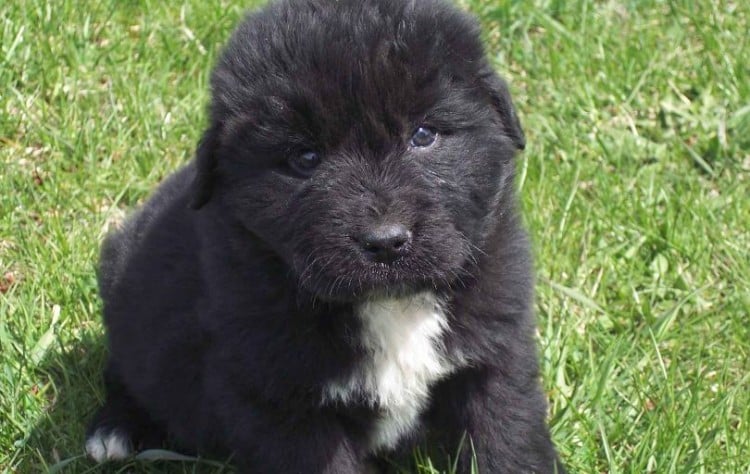 how do you take care of a newfoundland puppy