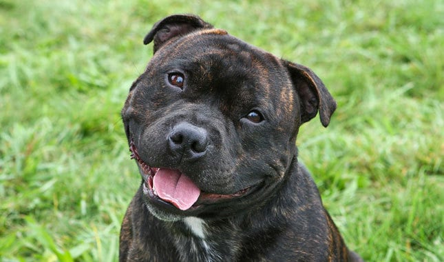 20 Things You Didn’t Know about The Staffordshire Bull Terrier