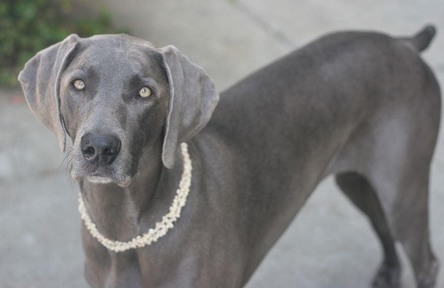 Weimaraner Dog Breed Information and Photos