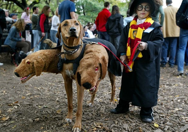 halloween-dog-costumes-3