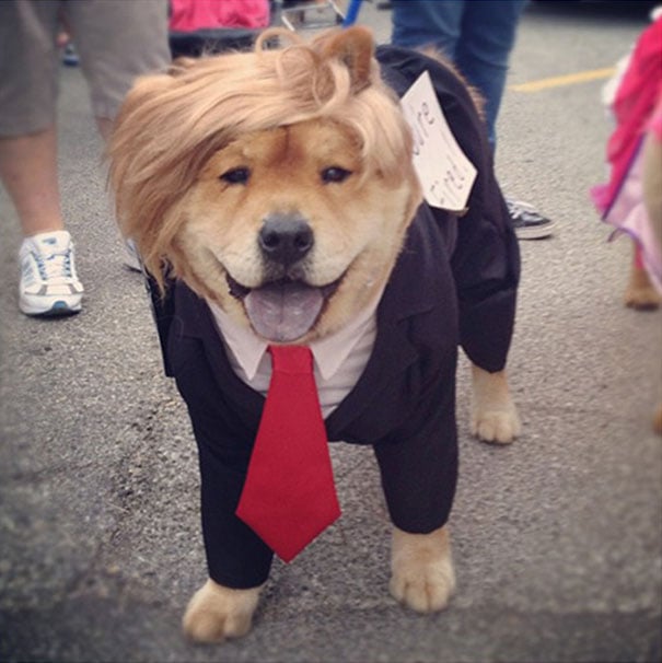 halloween-dog-costumes-9