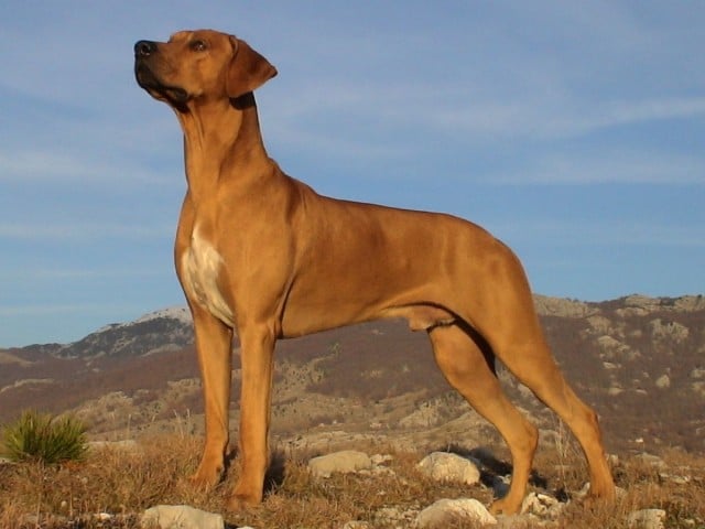 rhodesian ridgeback 1