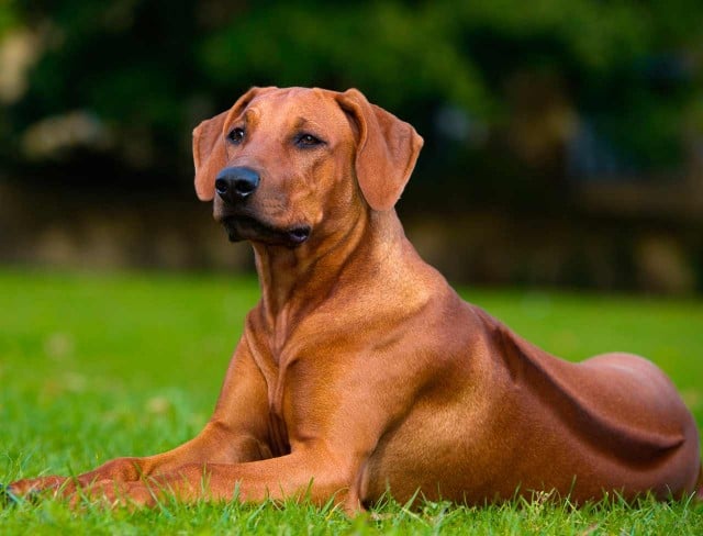 rhodesian ridgeback 2