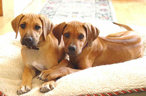 rhodesian ridgeback 3