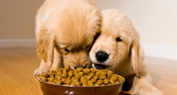 The 20 Best Dog Foods for 2017