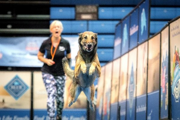 Meet Senior Cancer Surviving World Champion Belgian Malinois Rex