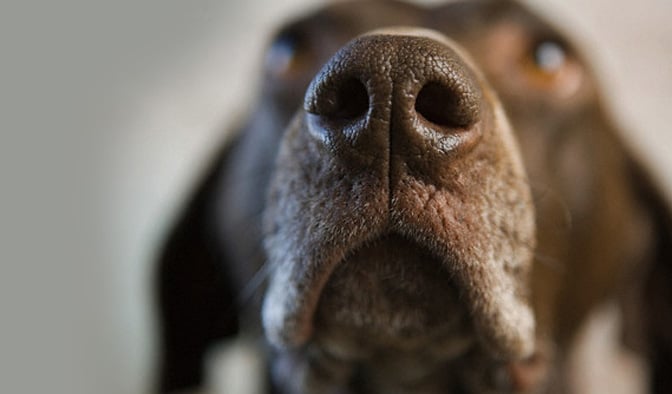 A Dog’s Nose Does Way More Than Sniff