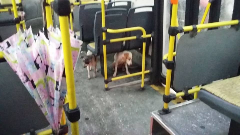 Bus Driver lets Stray Dog Ride Along During Storm