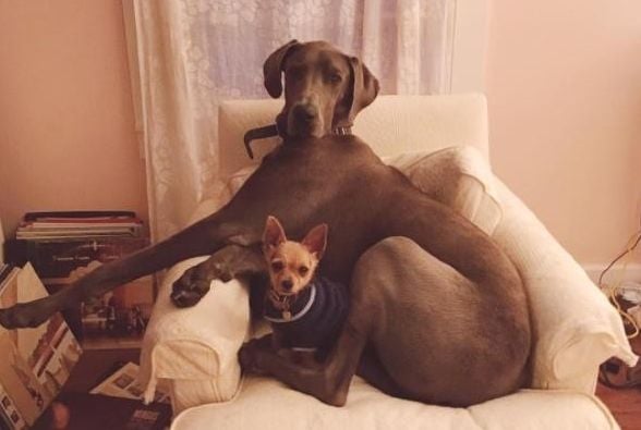 Massive Great Dane is Best Friends with 5 Pound Dog