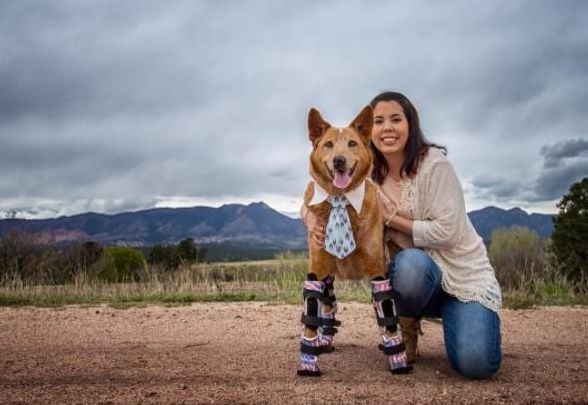 Dog Who Lost Paws In Frostbite Gets Four New Legs