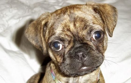 Boston Terrier Pug Mix: 5 Things You Didn’t Know