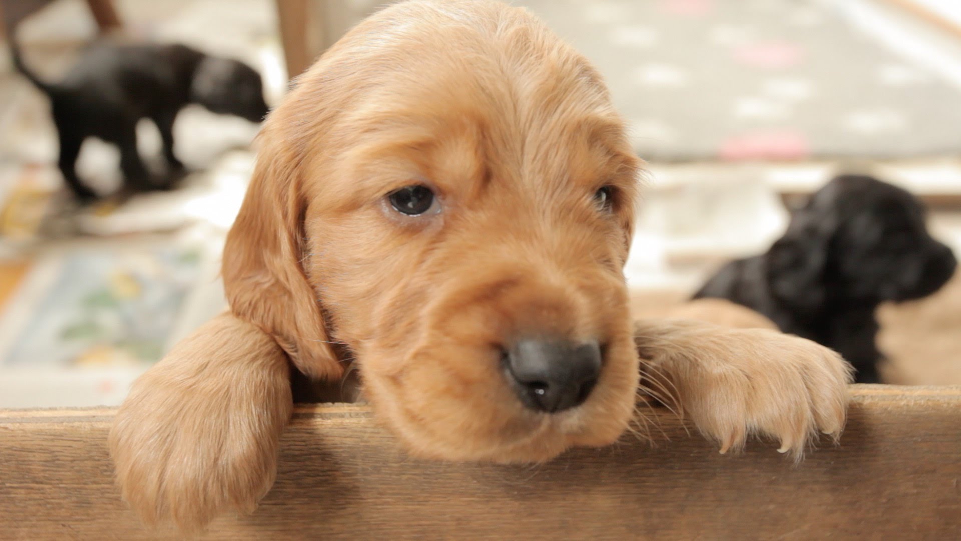 Cocker Spaniel Puppies: 5 Tips for Better Care