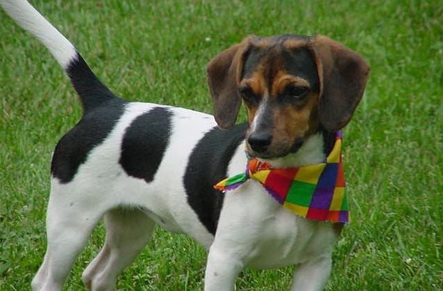 Beagle Dachshund Mix: Five Things You Didn’t Know