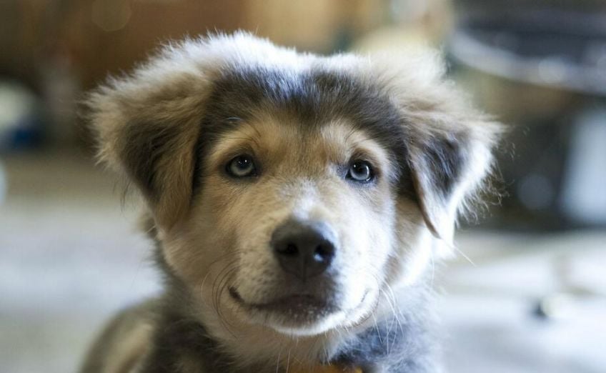 Golden retriever mixed with husky store for sale